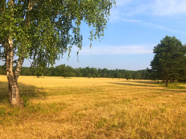 Nyírfa a gondozott gyep szélén