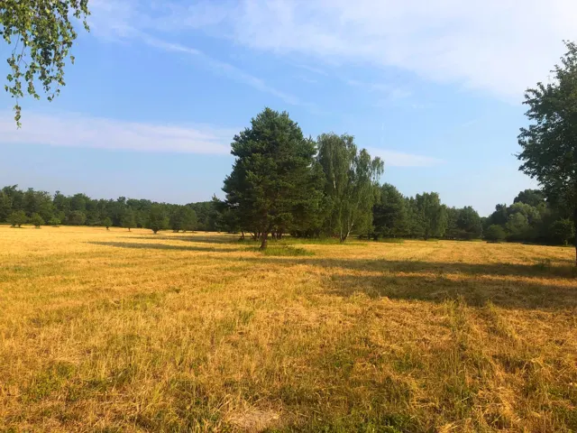 Ligetes kaszáló nyári fényben