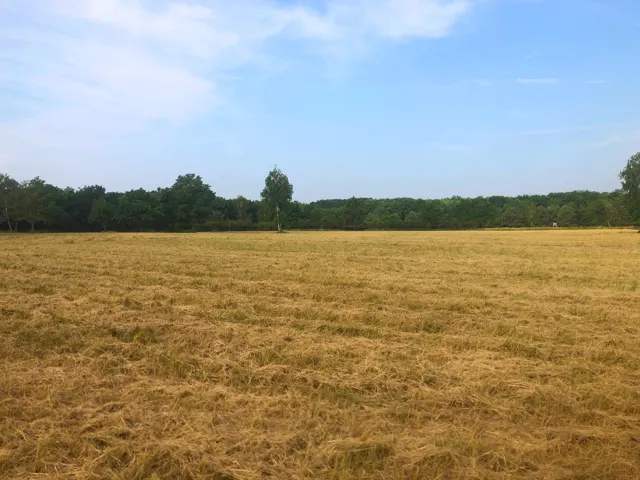 Nyílt, kaszált terület