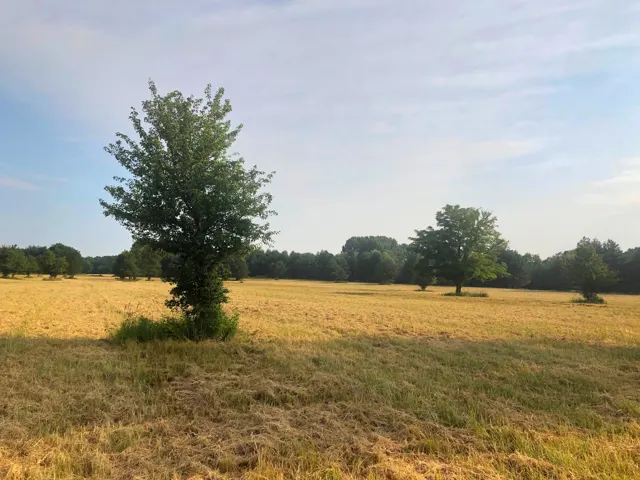 Tágas gyepfelület, szórtan álló fákkal
