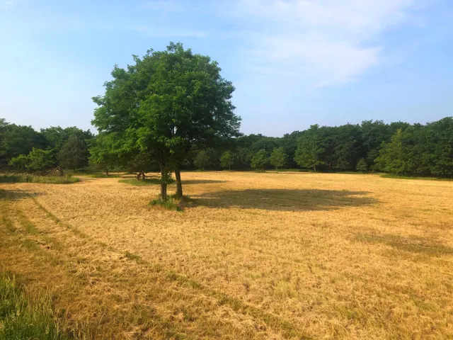 Árnyékot adó fa a gyepen