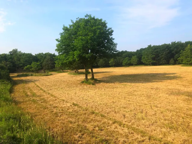 Nyári gyepfelület és lombos fa