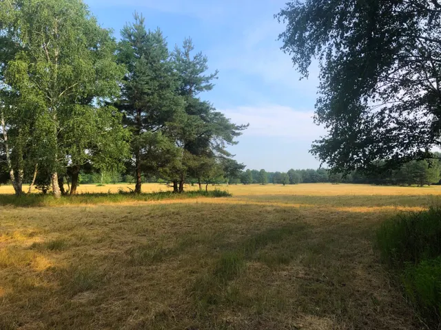 Árnyékos ligetszegély