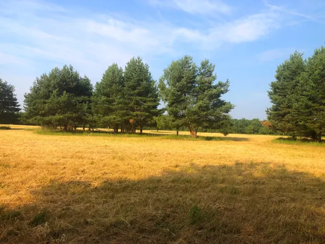 Facsoport a gondozott területen