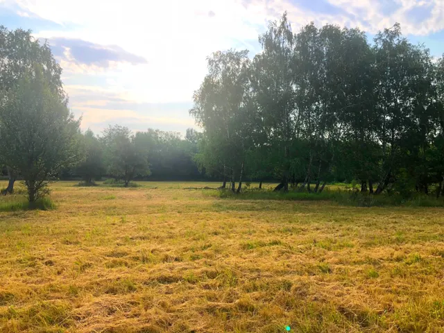Napfény a nyírfaligetben